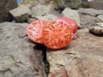 Snakebite Dwarf Tomato Seeds