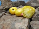 Summer Sunrise Dwarf Tomato