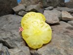 Summer Sunrise Dwarf Tomato Seeds