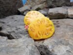 Tanager Dwarf Tomato