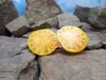 Tanager Dwarf Tomato Seeds