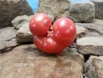 Tastywine Dwarf Tomato Seeds