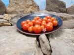 Tiny Tim Micro Dwarf Tomato