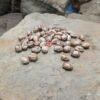 Topaz Bean