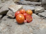 Variegated PL Tomato