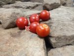 Variegated PL Tomato Red Tomatoes