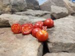 Variegated PL Tomato Salad Tomatoes