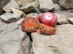 Vince's Haze Dwarf Tomato