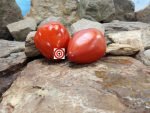 Wes Tomato Elongated Tomatoes