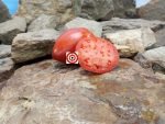 Wes Tomato Red Tomatoes