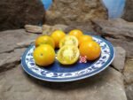 Yantarnyi Dwarf Tomato