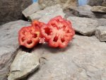 Zahnradtomate Tomato - Image 2