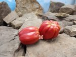 Zahnradtomate Tomato - Image 4