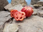 Zahnradtomate Tomato - Image 5