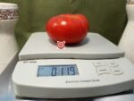 Abe Lincoln Tomato
