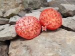 Abe Lincoln Tomato Heirloom Tomato Seeds