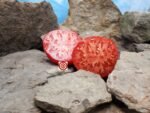 Abe Lincoln Tomato Red Tomato Seeds