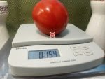 Alice's Egypt Tomato