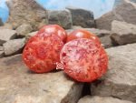 Alice's Egypt Tomato Rare Tomato Seeds