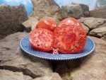 Alice's Egypt Tomato Red Tomato Seeds