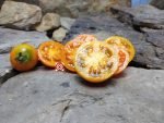 Allure Dwarf Tomato