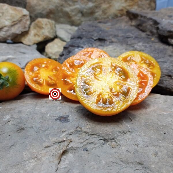 Allure Dwarf Tomato