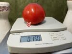 Andrew Rahart's Jumbo Red Tomato