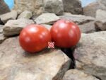 Andrew Rahart's Jumbo Red Tomato Seeds