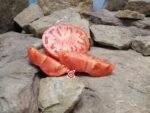Angel Heart Red Tomato Heirloom Tomato Seeds