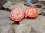 Angel Heart Red Tomato Red Beefsteak Tomato