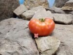 Angel Heart Red Tomato Seeds
