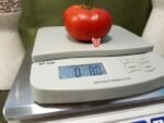 Angel Heart Red Tomato Slicing Tomatoes