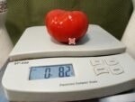 Bedium Tomato