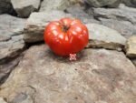 Bedium Tomato Rare Tomato