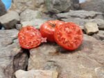 Bedium Tomato Red Beefsteak Tomatoes