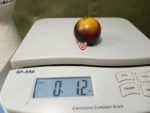 Belle Couer H34 Yellow Tomato Tomato Seeds