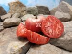 Bezrazmernyi X Big Zac F3 Tomato Seeds