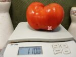 Big Dolly Red Tomato