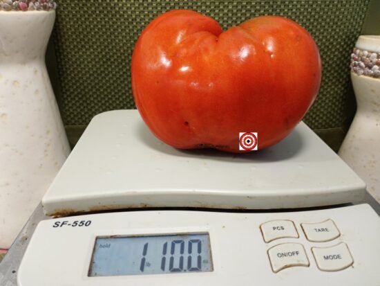 Big Dolly Red Tomato