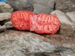 Big Dolly Red Tomato Red Tomatoes