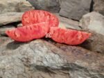 Big Dolly Red Tomato Seeds
