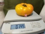 Big Springs Cherokee Yellow Tomato
