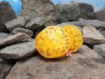 Big Springs Cherokee Yellow Tomato Large Tomatoes