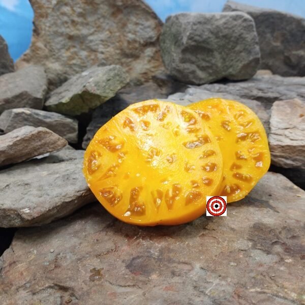 Big Springs Cherokee Yellow Tomato Large Tomatoes