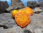 Big Springs Cherokee Yellow Tomato Rare Tomatoes