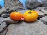 Big Springs Cherokee Yellow Tomato Seeds