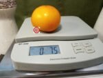 Bijskij Zeltyi Tomato