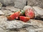 Black Elephant Tomato Beefsteak Tomatoes.