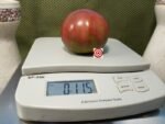 Blue Bling Tomato