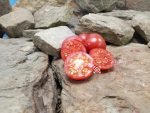 Bola Maciso Tomato Heirloom Tomatoes
